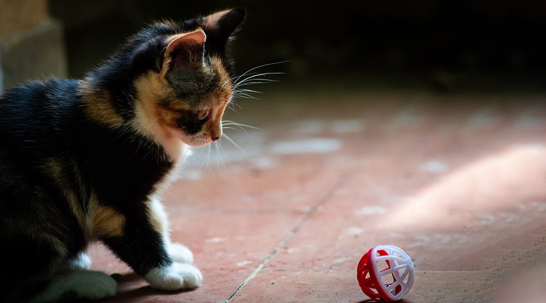 Kitten looking at ball