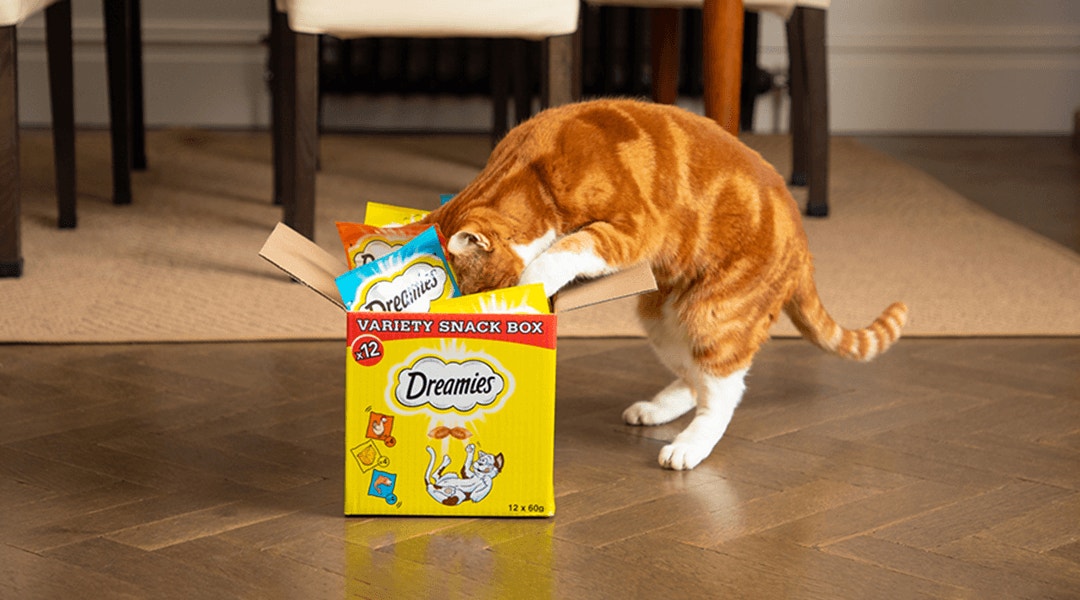 Ginger cat with his head in a dreamies box