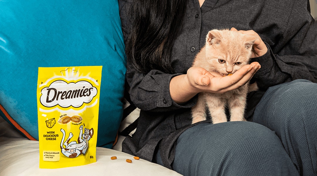 A lady feeding her kitten dreames snacks