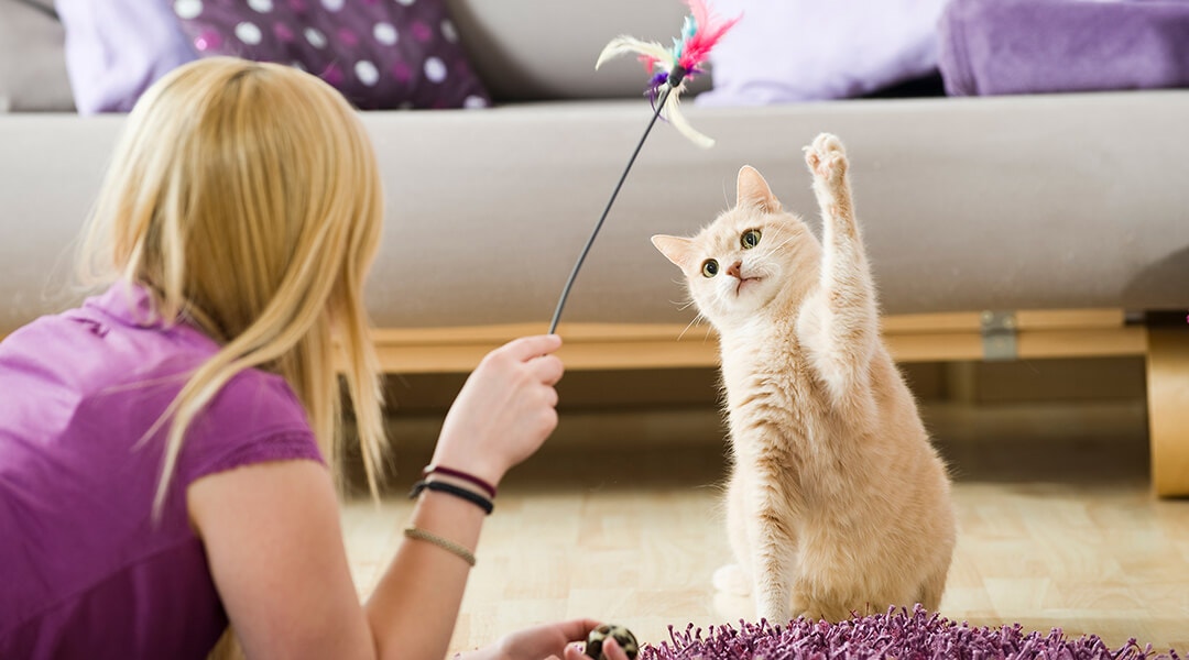 Woman plays with cat using feather wand toy