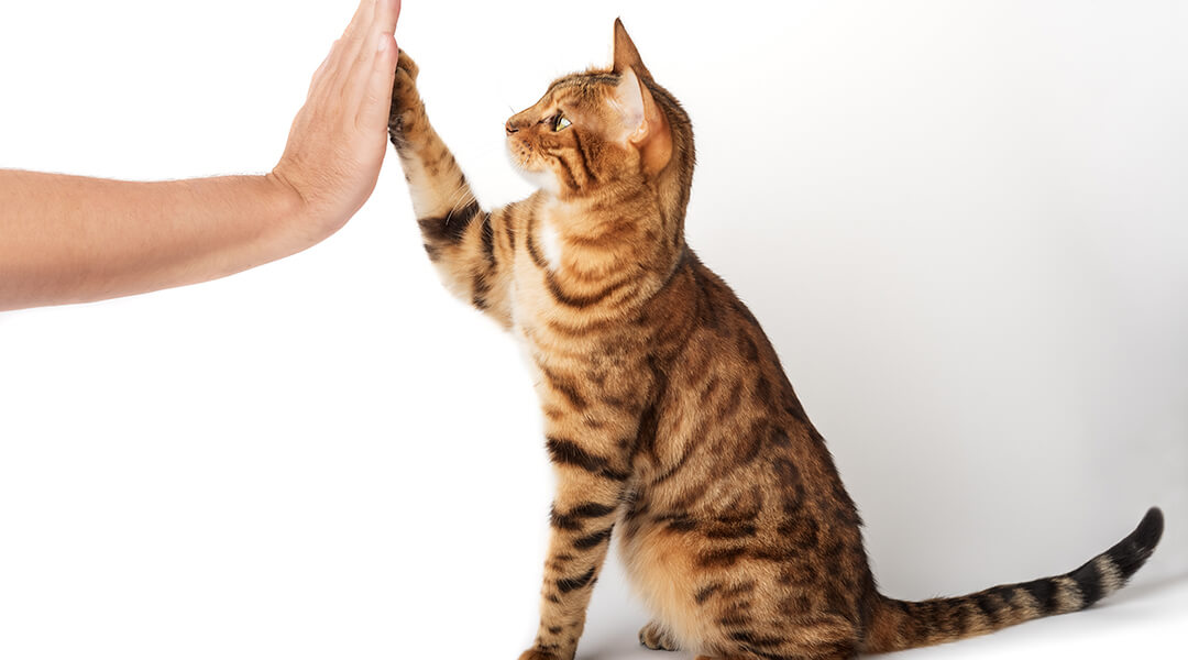 Bengal cat gives a high five to it's owner