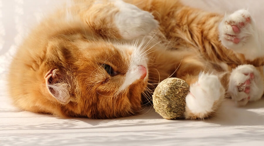 Ginger cat laying down playing with catnip ball