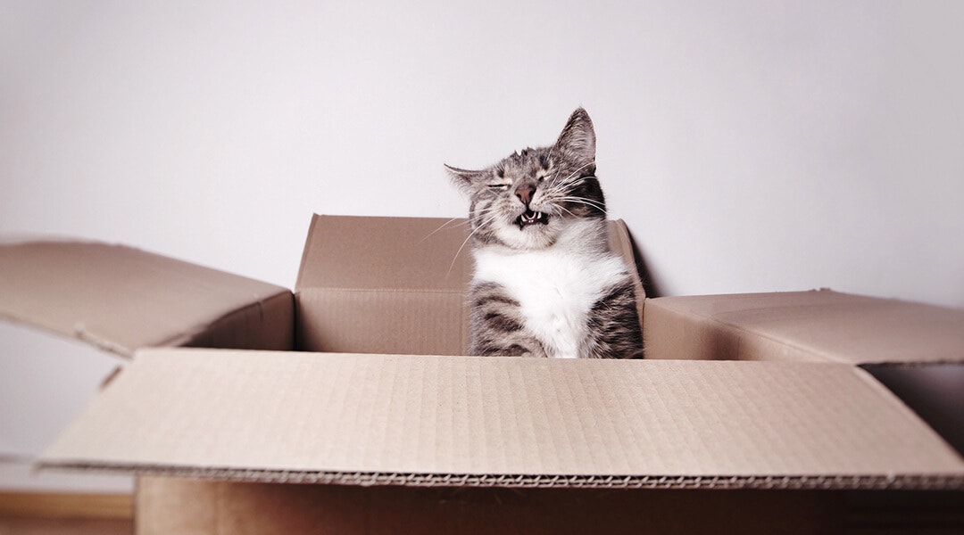 Cat Sneezing inside of a cardboard box