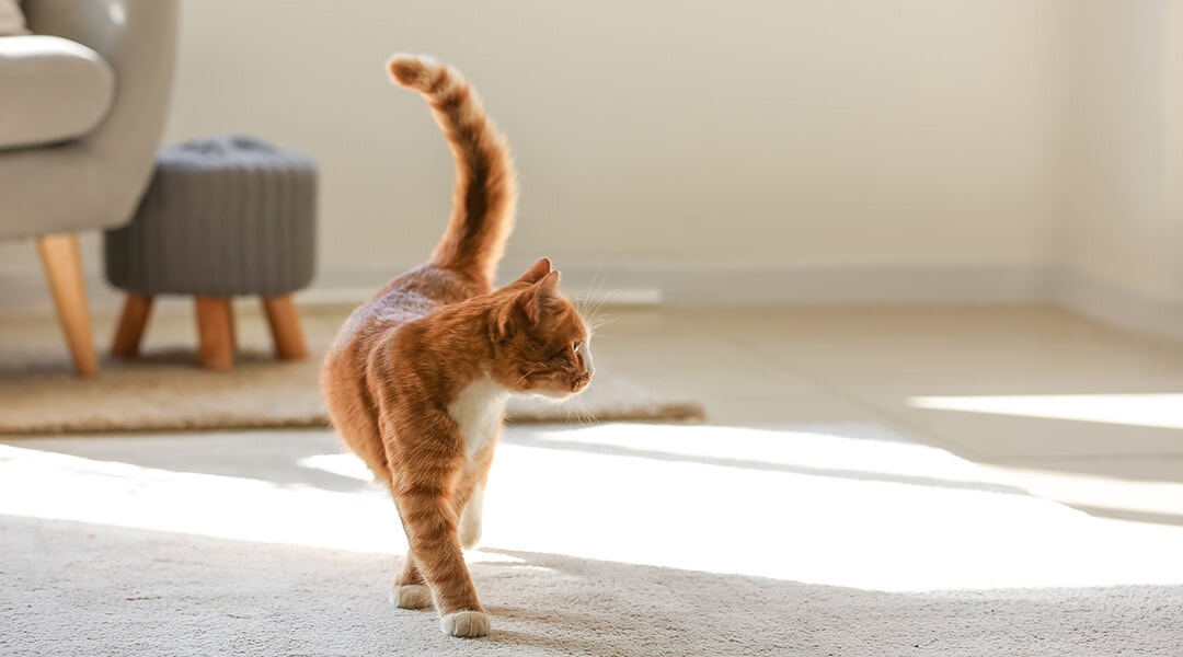 Cat walking on carpet in living room