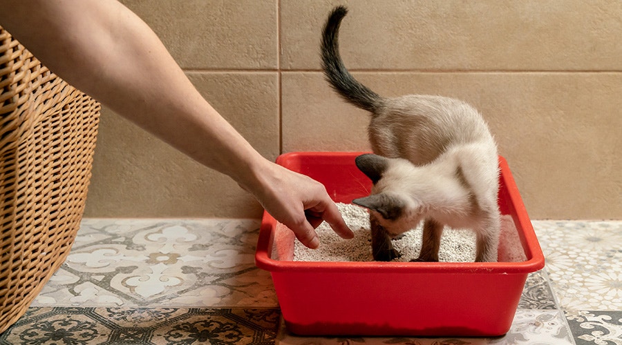 Cat owner toilet training their cat
