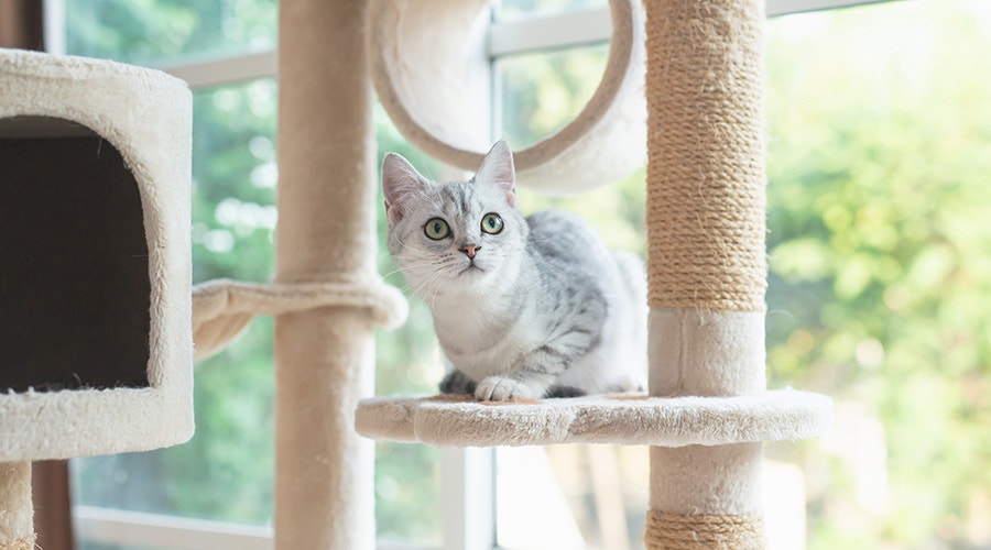 Cat sitting in a cat tree