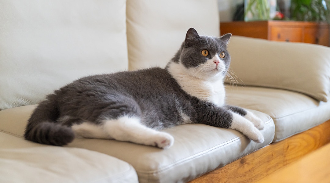 British shorthair cat lying on sofa