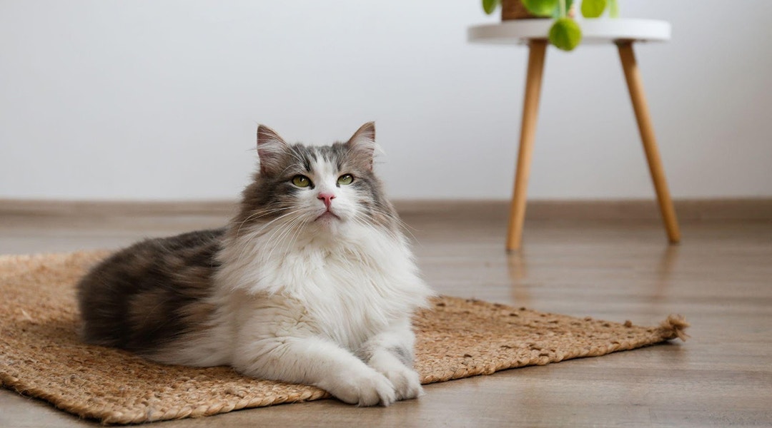 Fluffy siberian cat sitting on the jute wicker rug.