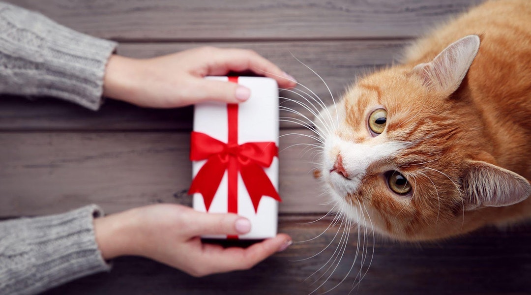 Female hand with gift box and ginger cat on grey background