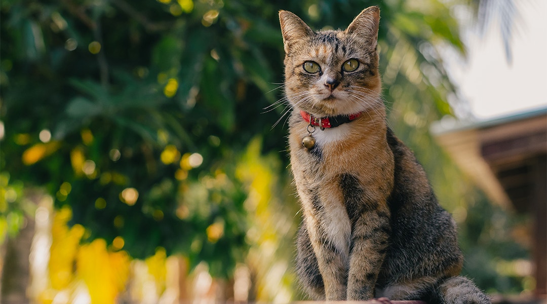 Adorable brown color domestic cat sitting and enjoying herself on the fence of the house.