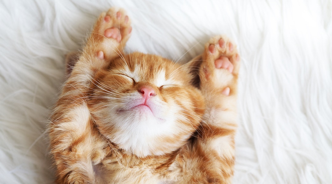 Cute little red kitten sleeps on fur white blanket