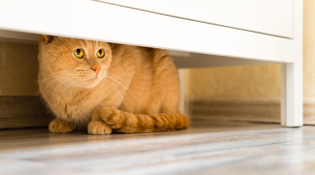 the cat hides under the closet from people.