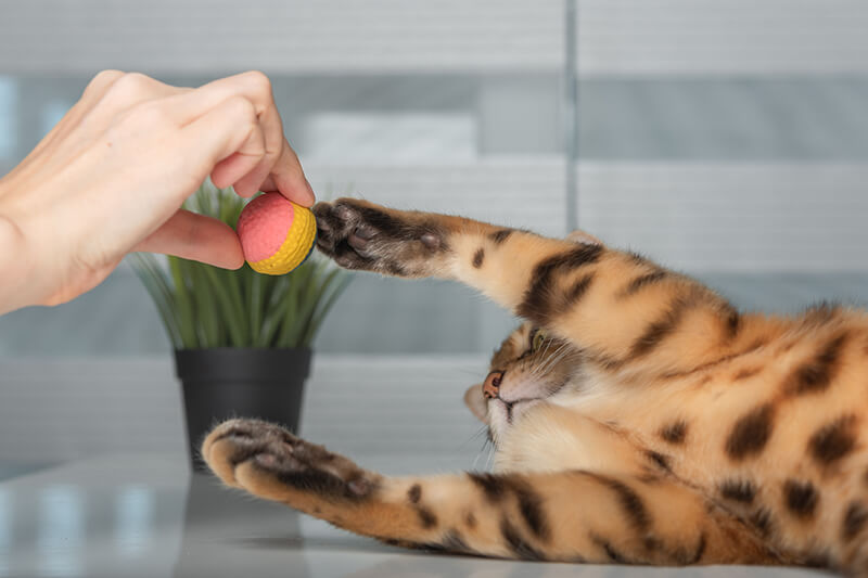 Cat reaching out for a ball