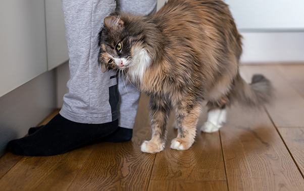 Cat rubbing it's head on it's owner