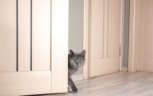 Cat walking in a room