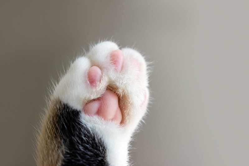 Cat paw showing toe beans
