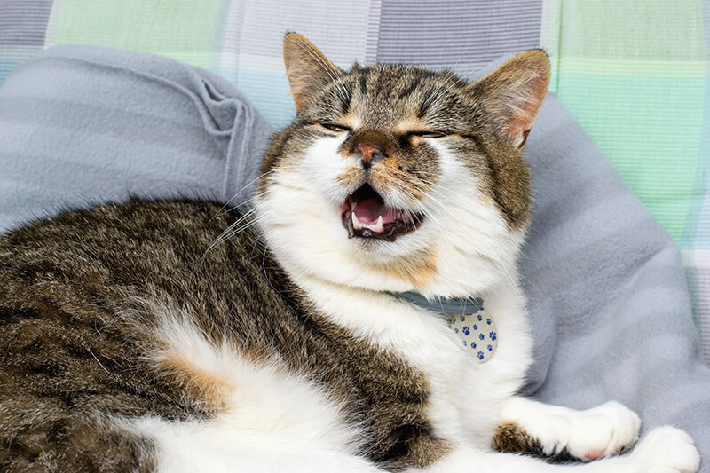Cat Sneezing while lying in bed