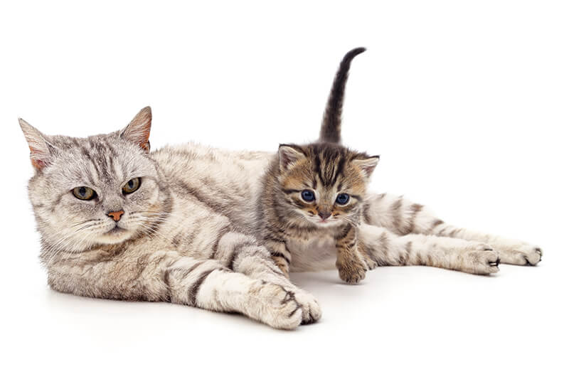 Cat and Kitten lying down together