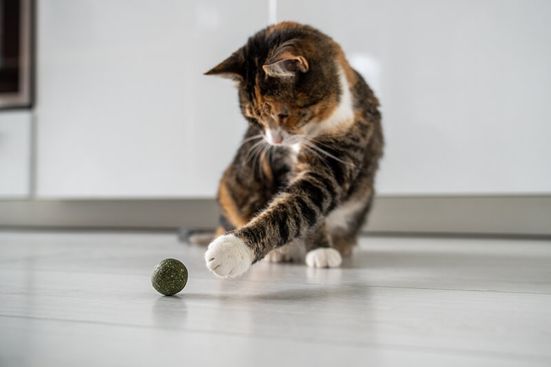 Cat playing with a catnip ball
