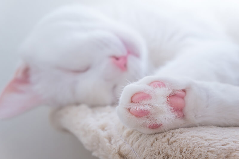 White cat lying showing their feet