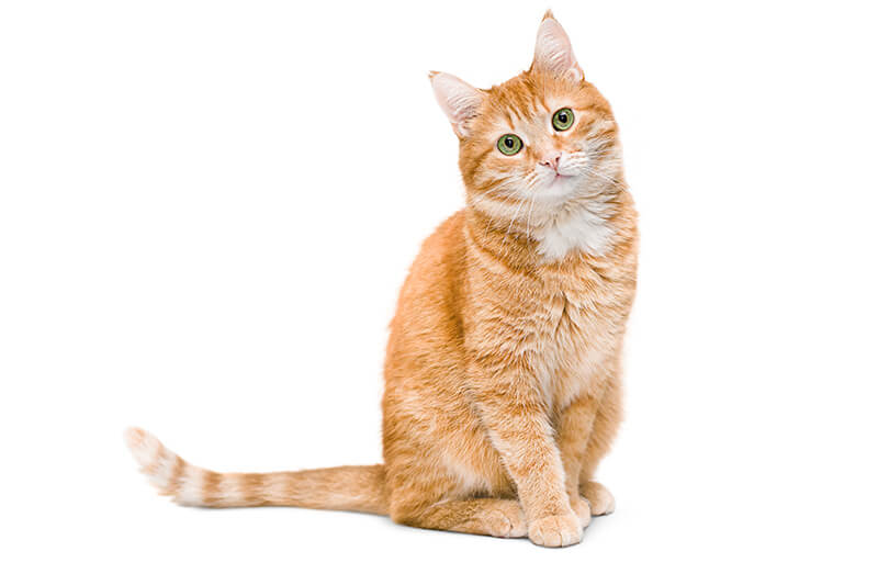 Ginger Cat seating and staring