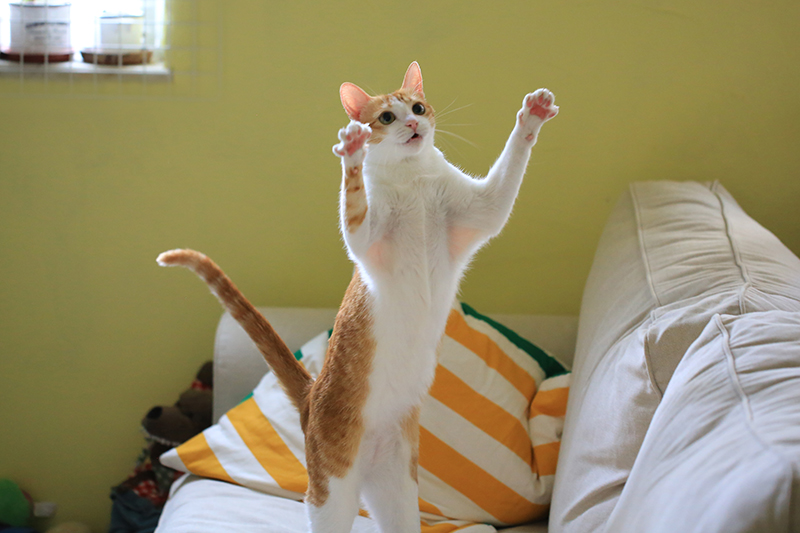 cat jumping on sofa