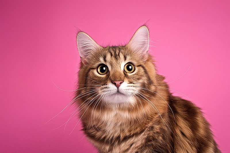 cat looking attentively on a pink background