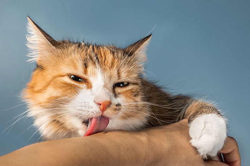 Cat licking human arm.