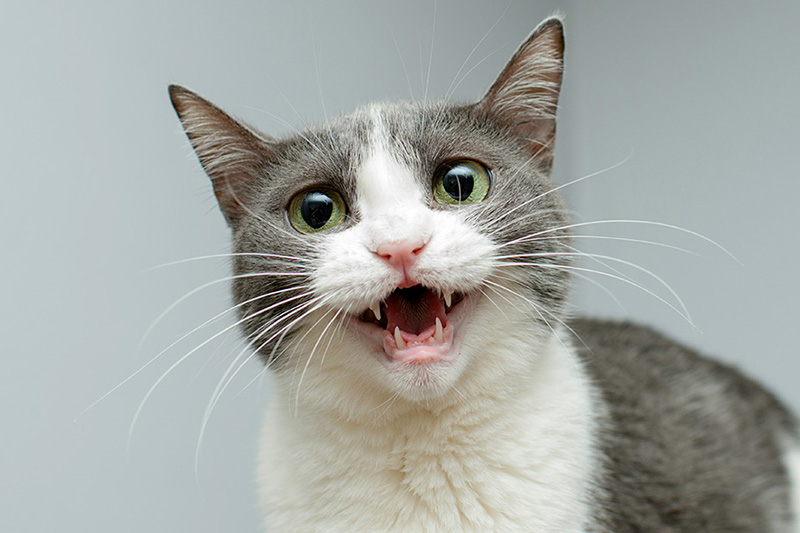 Cat Meowing looking at owner