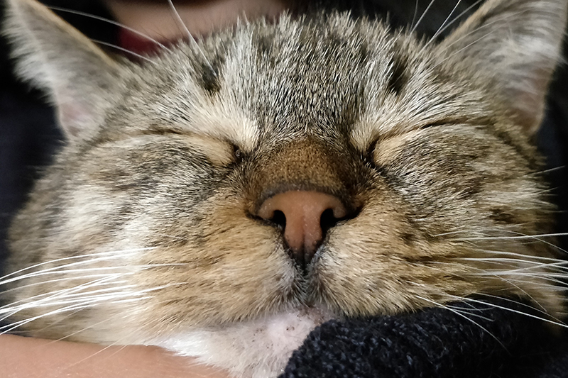 Close-up of Roxy the cat sleeping.