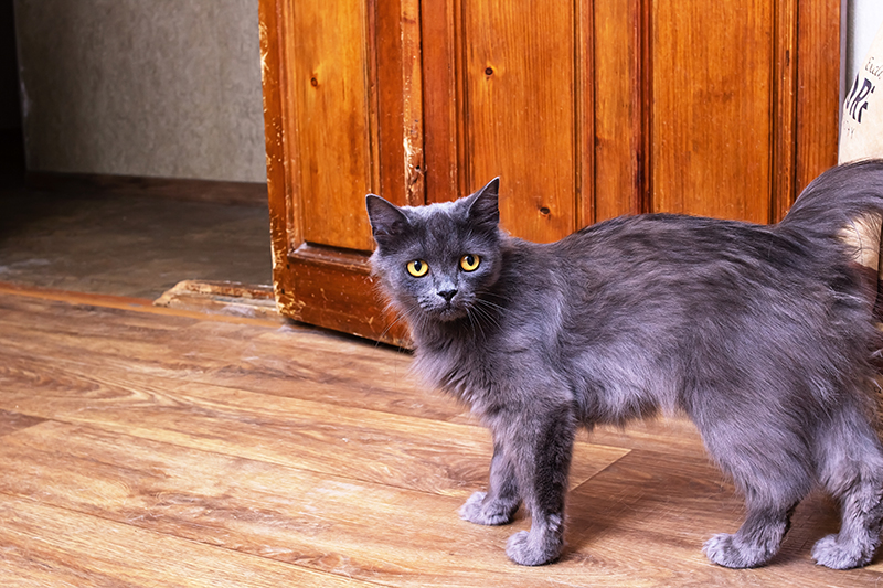A grey cat stands next to a scratched door, close up