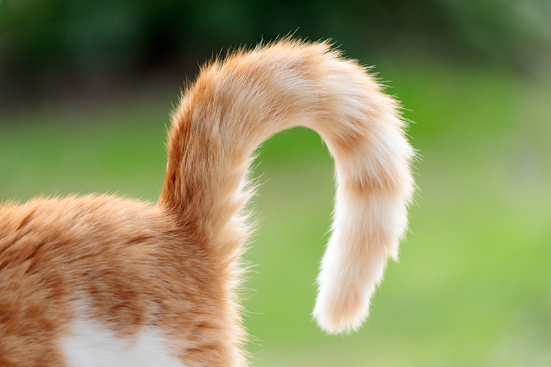 A curled cat's tail close up