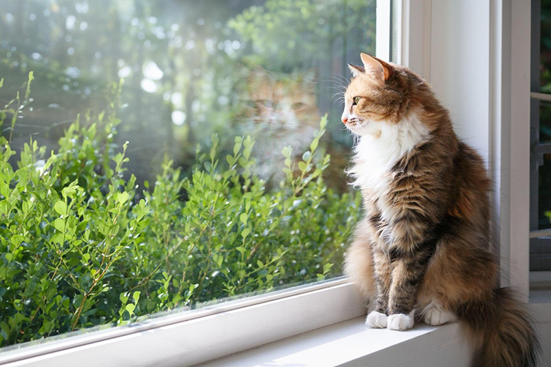 Relaxed cat sitting on window