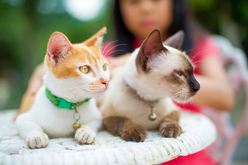 Beautiful cats on a white table in the garden while a girl is stroking a cat's body. Yellow-eyed and blued eyed felines wearing collars and bells.