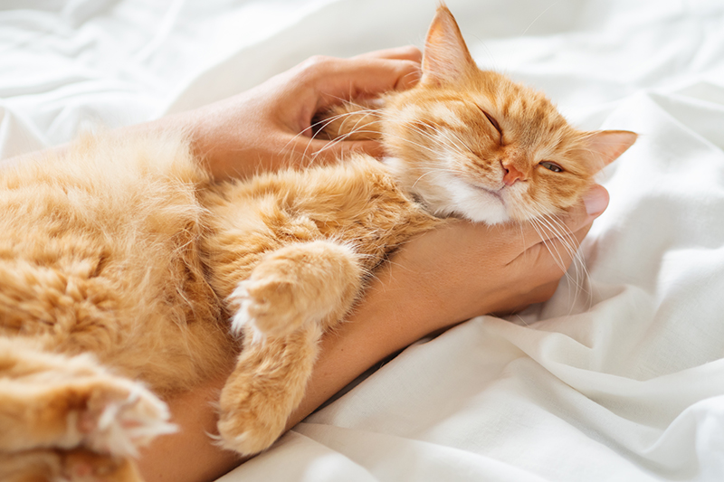 Cute ginger cat sleeps on a woman's hand.