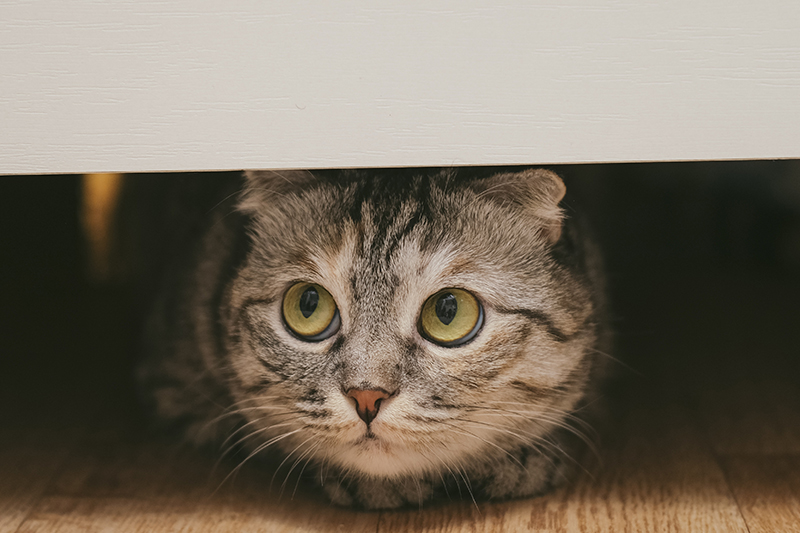 British cat is hiding under the bed.